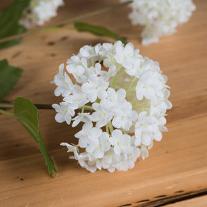 Small Viburnum