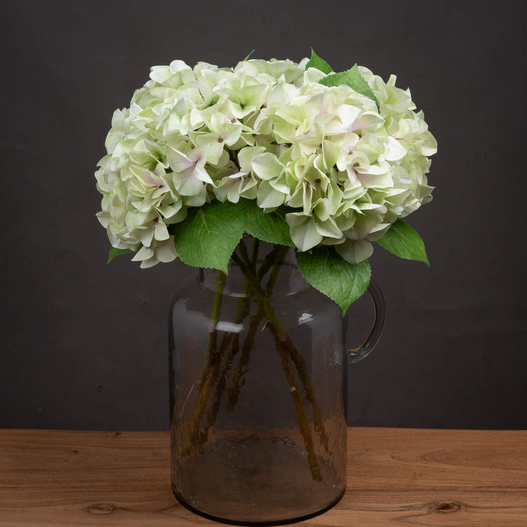 Soft Green Hydrangea