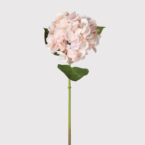Blush Hydrangea