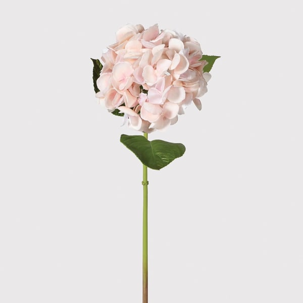 Blush Hydrangea