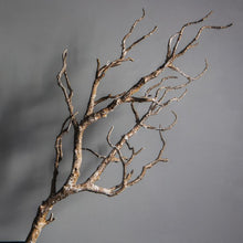Load image into Gallery viewer, Hazel Branch
