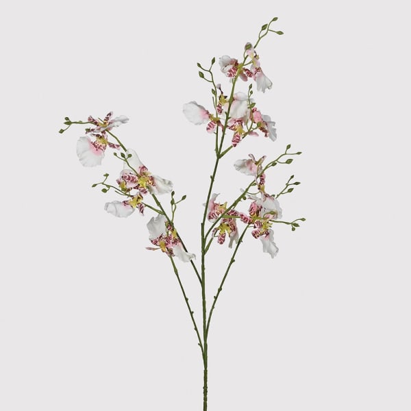 Dancing Orchid Stem
