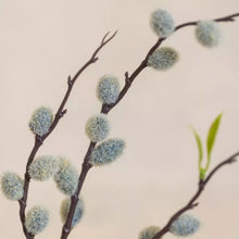 Load image into Gallery viewer, Pussy Willow
