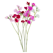 Load image into Gallery viewer, Sweet Pea - various colours
