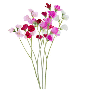 Sweet Pea - various colours