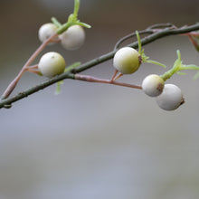 Load image into Gallery viewer, White Berry Branch
