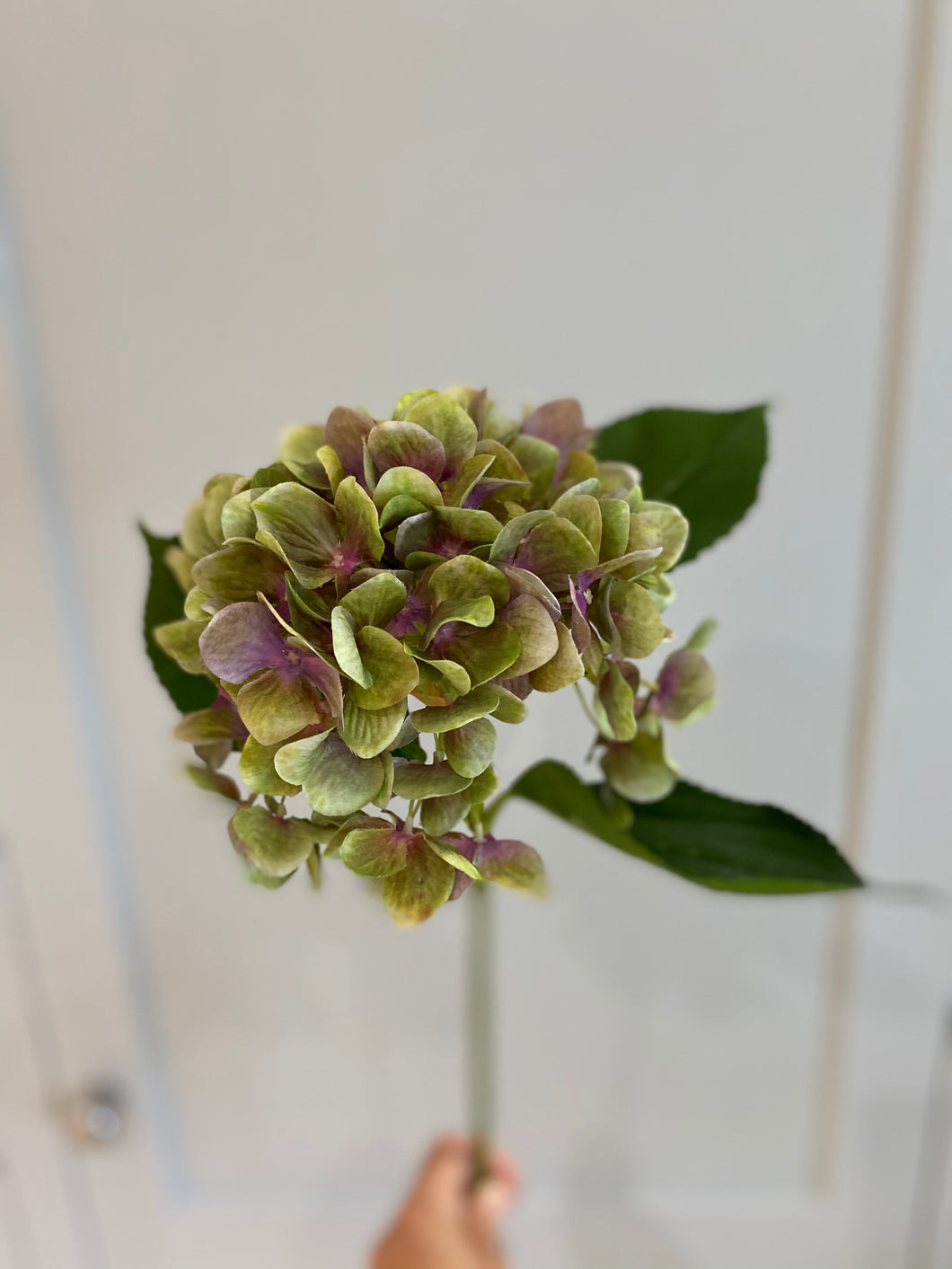 Antique Lavender and Olive Hydrangea