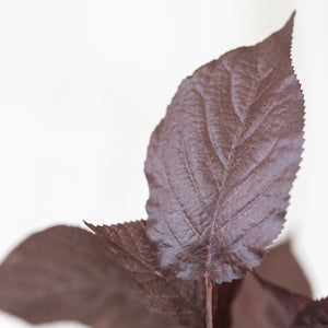 Purple Leaf Prunus Stem